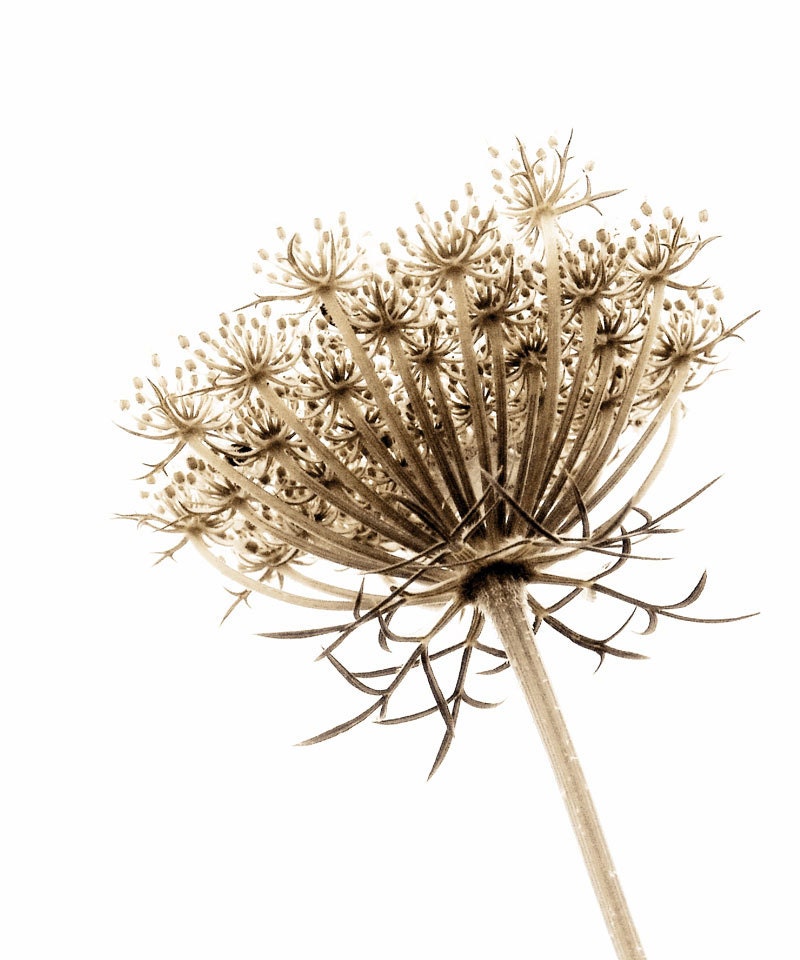 Sepia Photography Queen Anne's Lace Print  -Large Format Botanical Nature Photograph