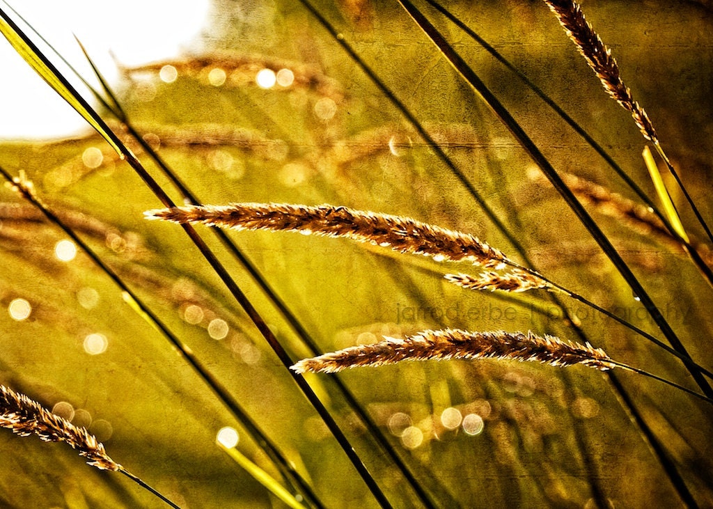 Summertime - 5 x 7 Fine Art Print - Rustic Decor