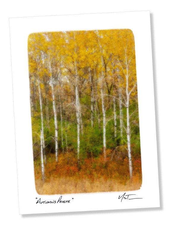 Nature Photo Greeting Card "Autumns Palette" 5x7 Blank Card, Red Orange Fall Color Birch Tree, Mini Print Tree Card, Note Card, Thanksgiving