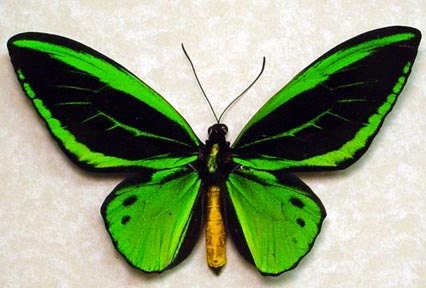 Birdwing Butterfly 584