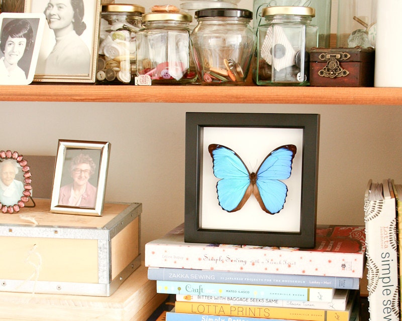 Real Framed Butterfly Blue Morpho Butterfly Displays