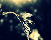 Bokeh Leaf Photograph 12x12 - vine nature black white gray zen air square peaceful art print home decor