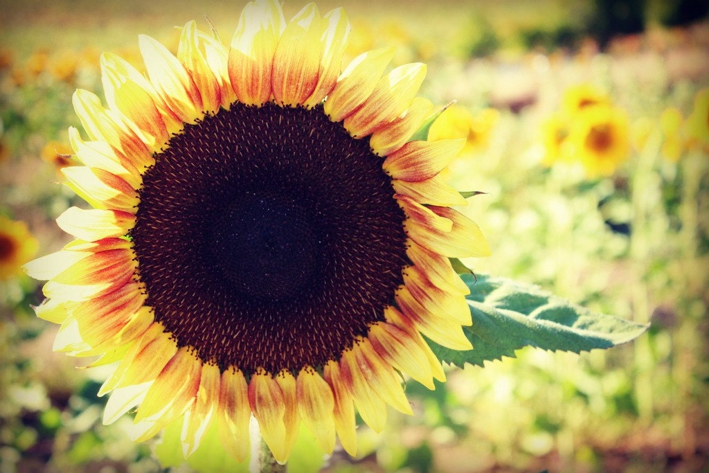 Sunflower II Photograph 16x20 - flower summer fall warm yellow red happy art print home decor room