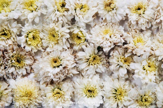 Flower Field. 8x10. Fine Art Photographic Natural History Print. Minimal style. Natural Home Decor. Indoor garden botanical.