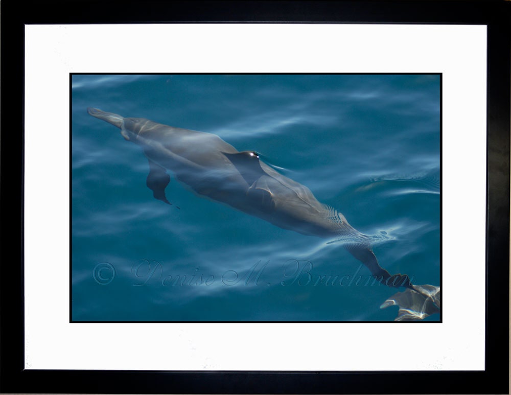 Spinner Dolphin Maui Hawaii Ocean Photography Limited Edition Fine Art Photo