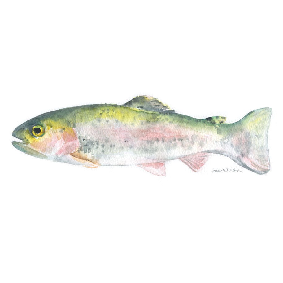 Watercolor Painting Rainbow Trout Original Watercolor Fisherman Painting