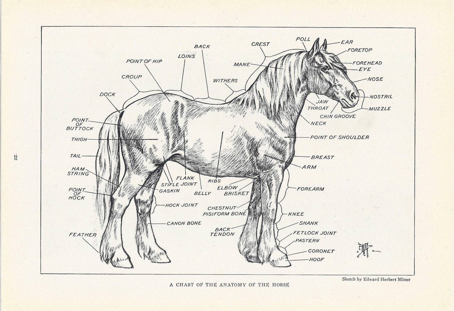 Horse Anatomy