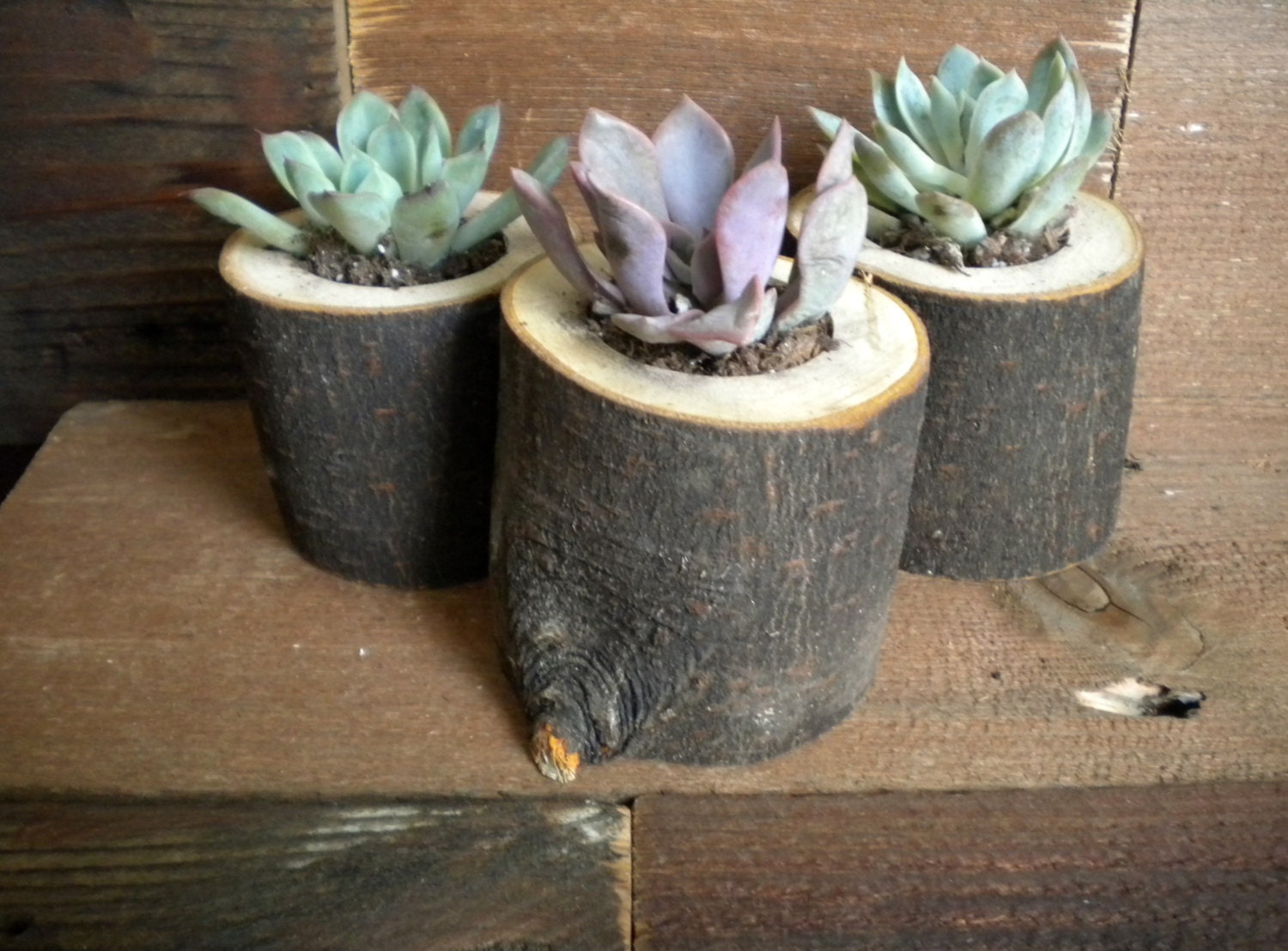 5 Wood Succulent Party/Wedding Favors
