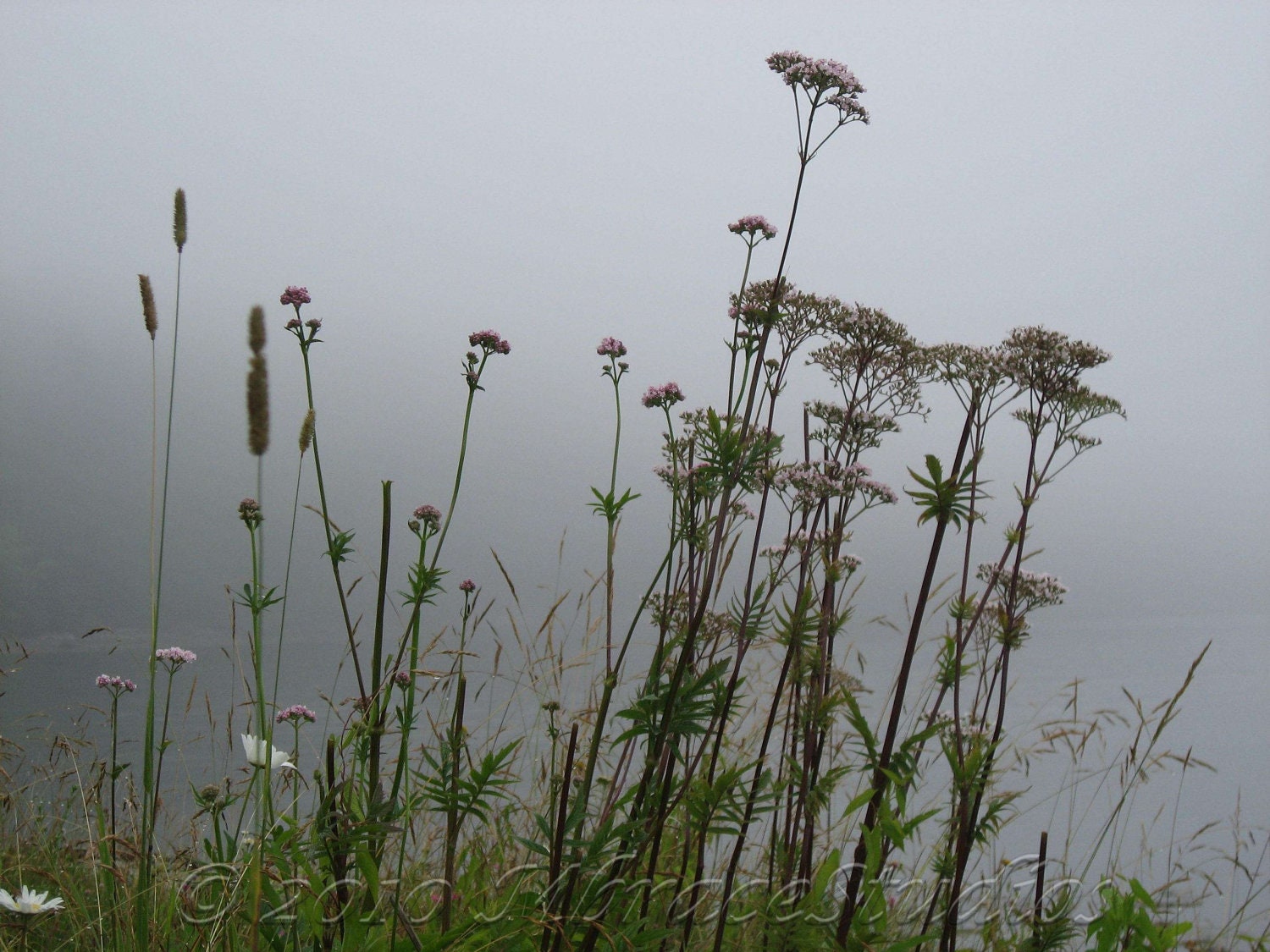 Flowers in the Mist 11x14 Gallery Wrap Canvas from Nature Photograph-Gray and Purples