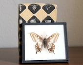 Vintage Small Brown Taxidermy Butterfly Wall Hanging