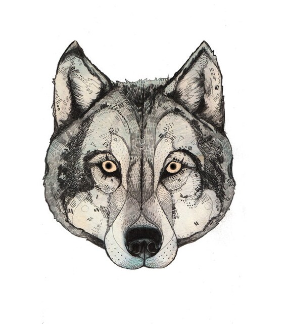 Wolf  // A4 Print