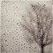 SALE 50% OFF - Rain Photoraph - Bare Tree Photograph - Landscape Photo - Surreal Art - Home Decor - Fine Art Photography