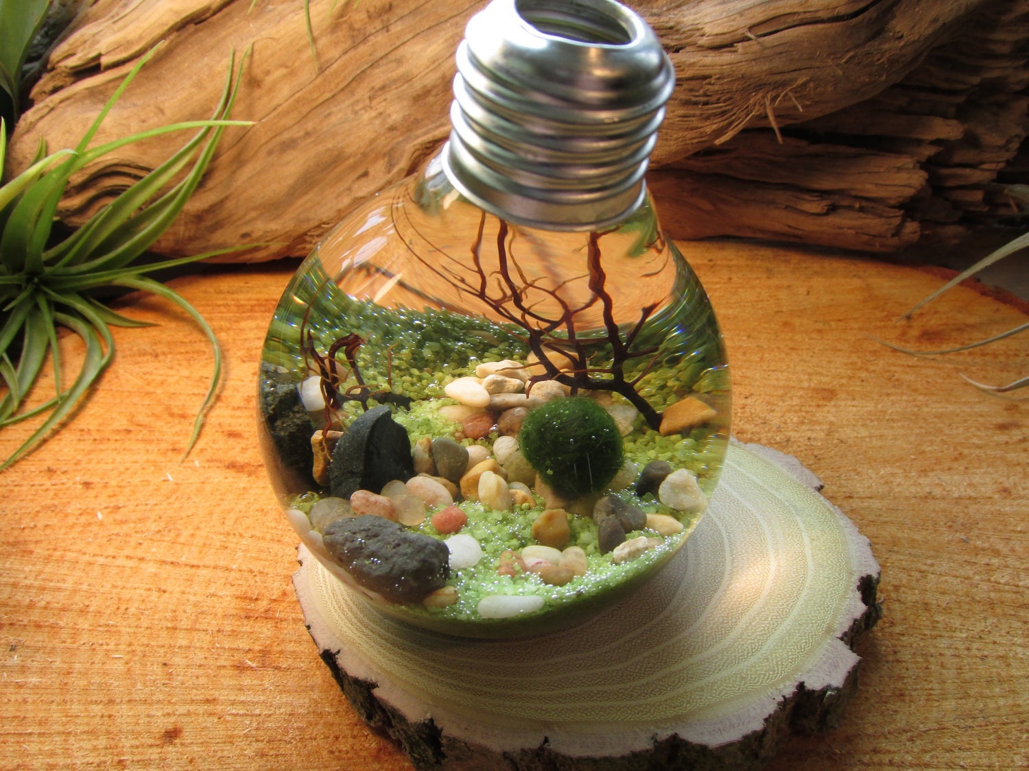 Marimo - Reclaimed Light Bulb Aquarium with Living Moss Ball