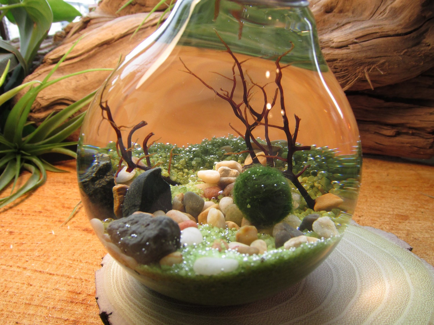 Marimo - Reclaimed Light Bulb Aquarium with Living Moss Ball