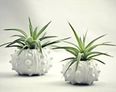 Single White Sea Urchin Planter - Tillandsia ionantha v. van-hyningii - seaandasters