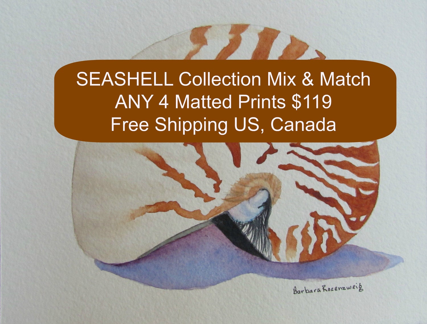Seashell Collection, Barbara Rosenzweig, Art Print, Etsy, Custom Offer