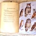 Vintage Field Guide to the Birds - Peterson - 1947 Bird Book