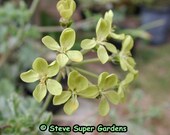 Pelargonium gibbosum- Amazing night-scented, succulent pelargonium