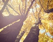 Ever After, Forest Photograph, Trees, Woods, Fall, Autumn, Magic, Nature Photography, Landscape Photography, Fine Art Photograph, Home Decor