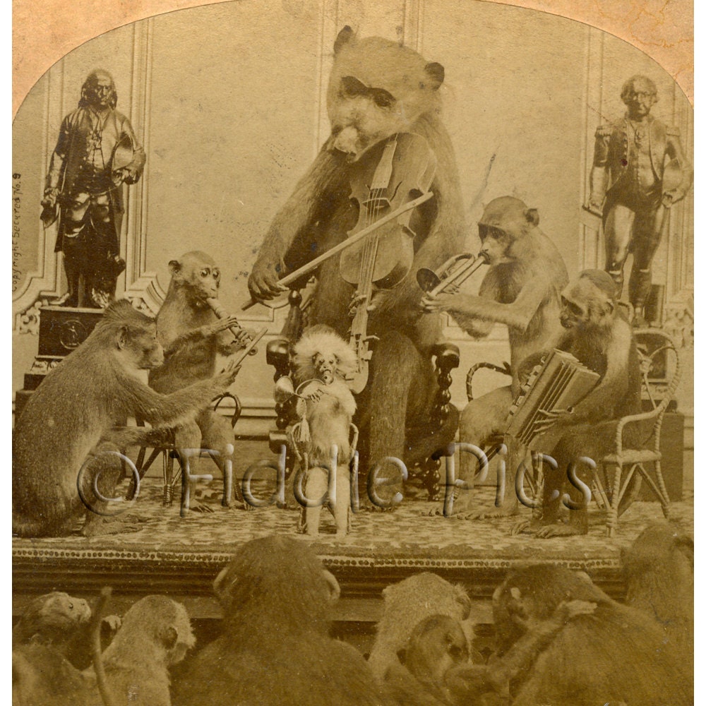 Stereoview Photo / MONKEYS Band MUSIC / Conductor Violin Flute Horns Accordion / Kilburn Hurst 1870
