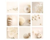 Ivory Shells and Flower Photo, Beachy Home Decor Set, neutral, seashells, beach house, roses, white, tan, cream, cottage chic