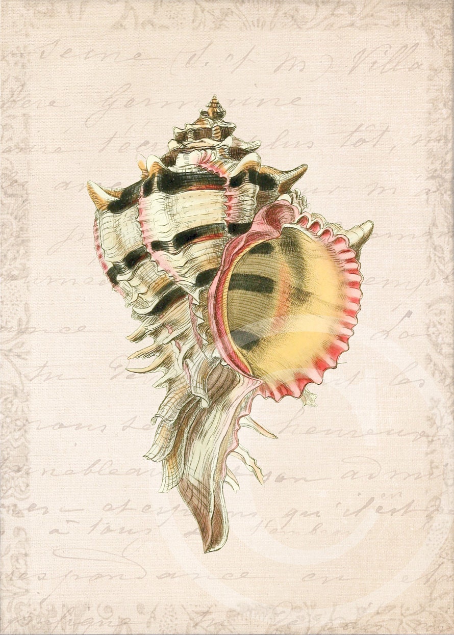 Murex Collage Art Print - 5 x 7 - Murex Brassica Collage
