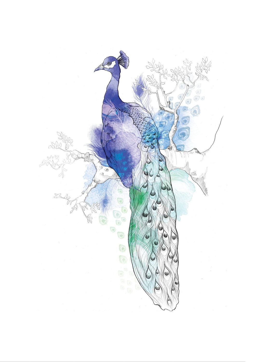 Watercolour Peacock // A4  // 8x11 Print