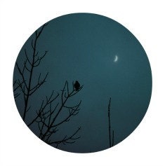 Moon Serenade, Fine art photograph, blue, bird, silhouette,night, moon, surreal, fantasy, home decor, solitude