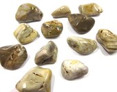 Petrified Wood Tumbled Stones 2 For Wire Wrapping and Jewelry Making 21mm - 36mm (.83" - 1.42") Brown Earth Tones