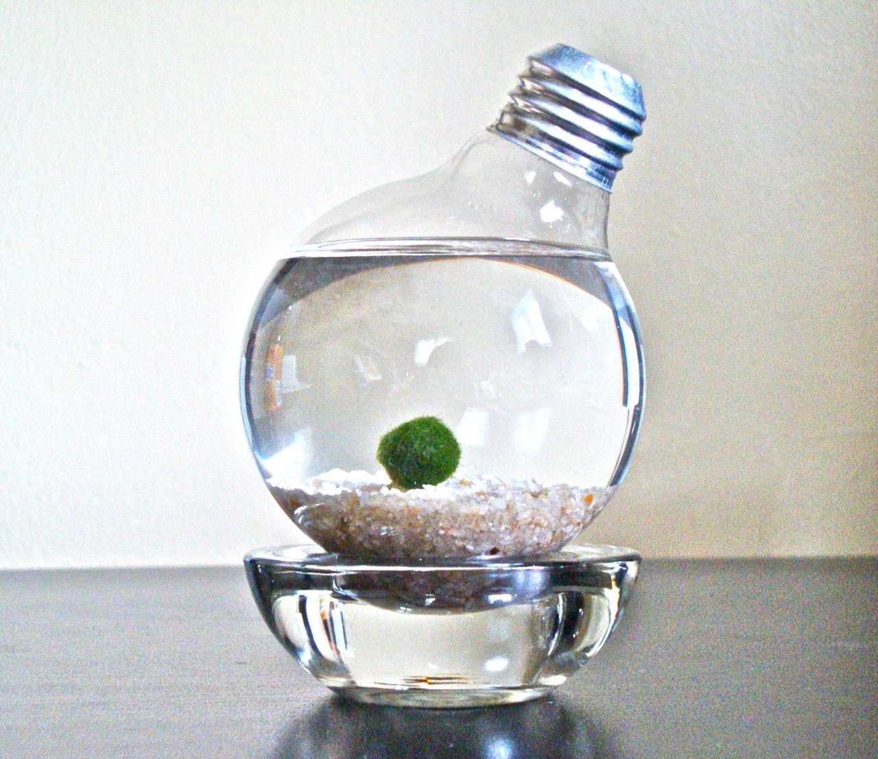 Marimo Moss Ball in a Repurposed Light Bulb / Lightbulb Aqua Terrarium