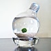 Marimo Moss Ball in a Repurposed Light Bulb / Lightbulb Aqua Terrarium