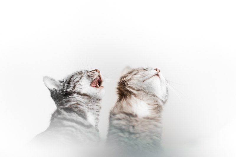 Cat photography - kitten print - cute kitty - baby animal photos - nursery wall art for kids rooms and bedrooms - whimsical 8 x 10 decor
