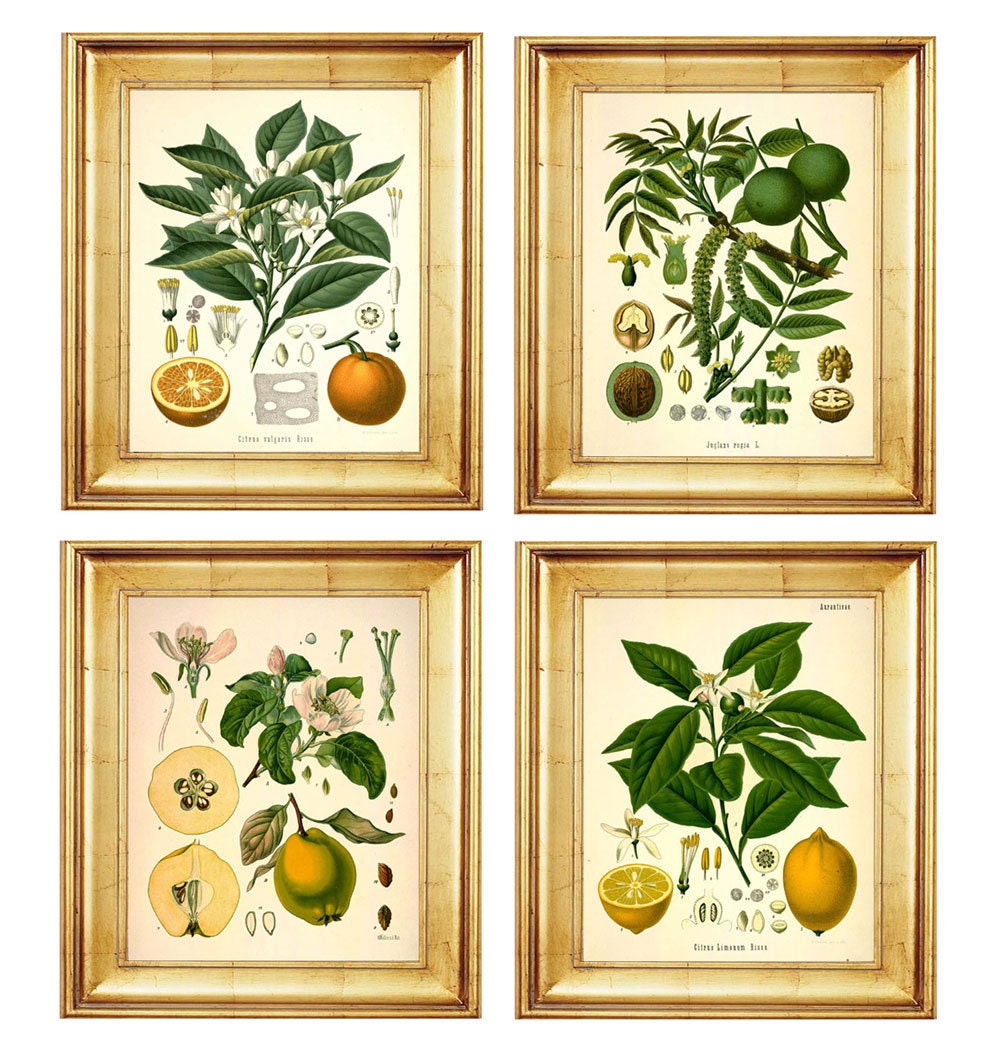 Set of 4 Fruit Botanical Prints - 11x14