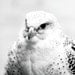 Snowy White Falcon 8x10 Nature Photography