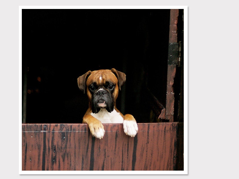 Boxer Dog Photo-Peaking Animal-Fine Art Photography-8x8