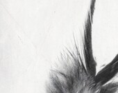Feather Black and White Grey 5x7 Fine Art Minimalist Photography Print