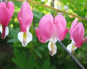 Bleeding Heart Seeds   ON SALE