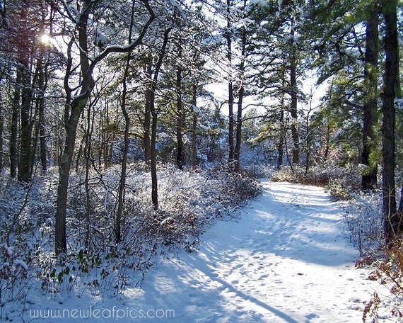 Art Nature Photography, Winter Landscape photo, snow covered trail, 8x10 fine art print