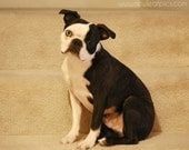 Animal Photography, Boston Terrier photograph, chocolate brown and white, 8x10 nature photograph