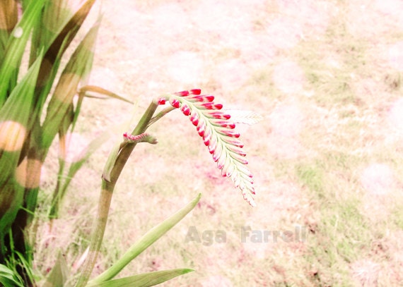 Garden Art - Secret Garden - Salmon Pink, Raspberry Red, Green, Botanical Print, Zen Garden, 8x12