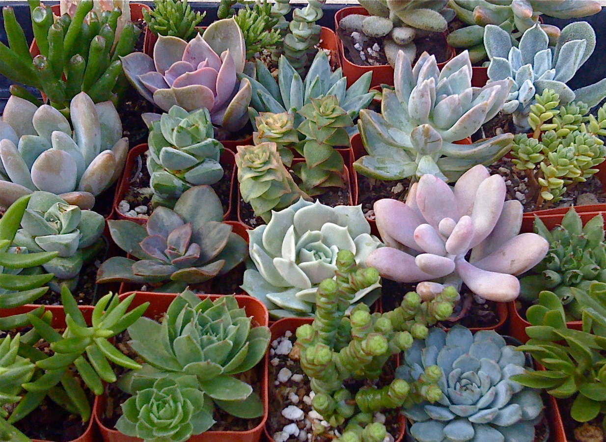 50 Succulent Plants, Wedding Favors, Vertical Garden, Wreath, Boutonnieres, Fundraising Events,
