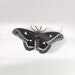 Calleta Silkmoth  (Eupackardia calleta) Brooch Pin Ornament Decoration paper-model Lepidoptera Tralala