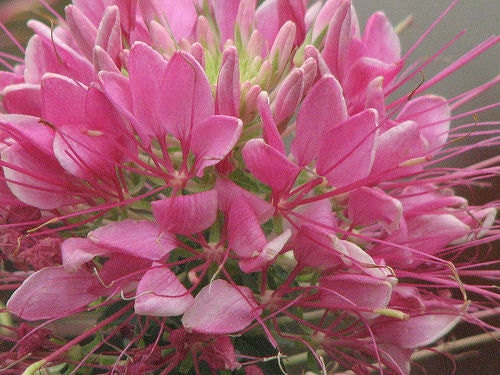 Cleome Rose Queen, Spider Plant, Flower Seeds, Attracts Hummingbirds and Butterflies to Your Garden