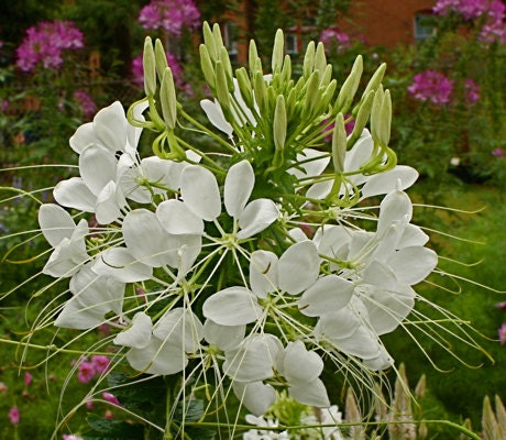 Cleome White, Spider Plant, Flower Seeds, Attracts Hummingbirds and Butterflies to Your Garden