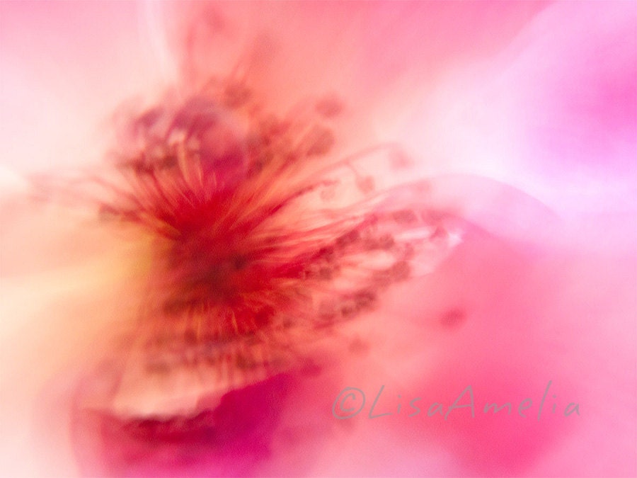 I Vaguely Remember -  8X10 art print, fine art photo, soft flower, coral pink, macro, nature, feminine