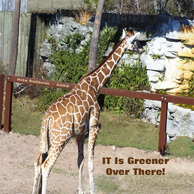 GIRAFFE  - It Is Greener Over There - 5x7 Print - Brown & Green
