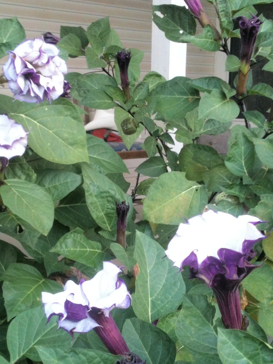 PURPLE Angel's Trumpet Flower Seeds. Horn of Plenty. Full-Part sun, heirloom, datura, brugmansia, ballerina. Gift Under 10