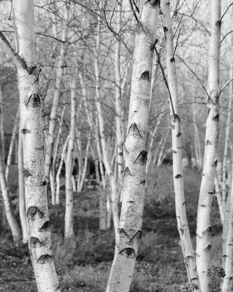 Birch Trees black and white 8x10 photo print - nature photography picture woods fine art home decor