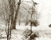 Snow Photograph, Fine Art Photography, Nature Photography, Winter Photography, Christmas, Print - Blanket for the Barren