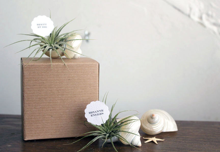 wedding favors // air plant party place markers // qty. 25